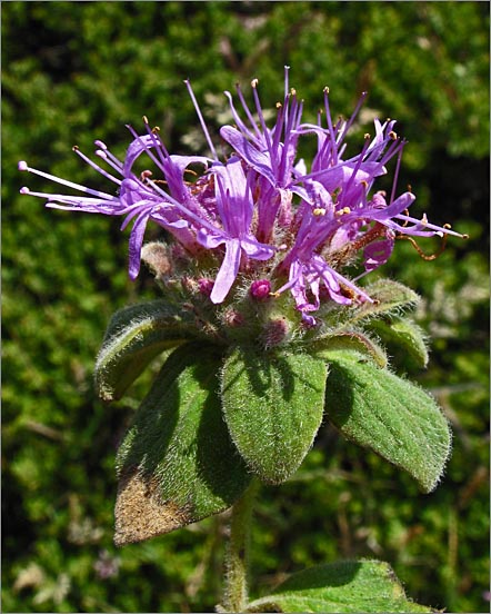 sm 503 Coyote Mint.jpg - Coyote Mint (Monardella villosa): In spite of being in the mint family it likes dry rocky or gravelly areas.